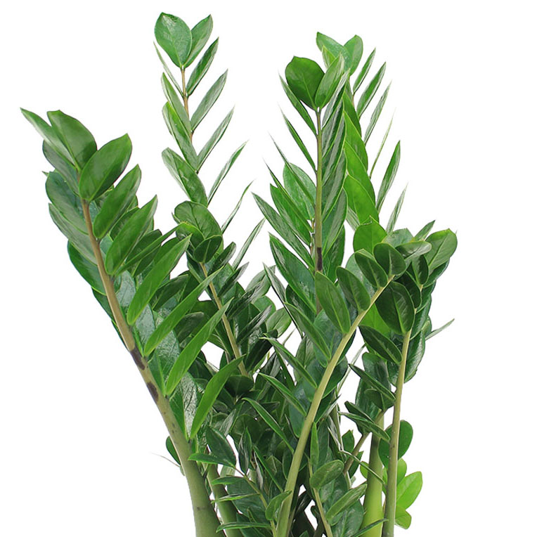 Zamioculcas bladeren Zamioculcas bladeren
