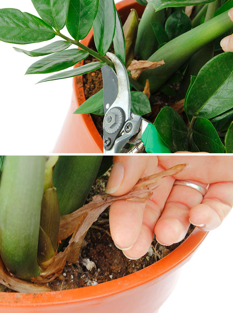 Zamioculcas snoeien en knippen Zamioculcas snoeien en knippen