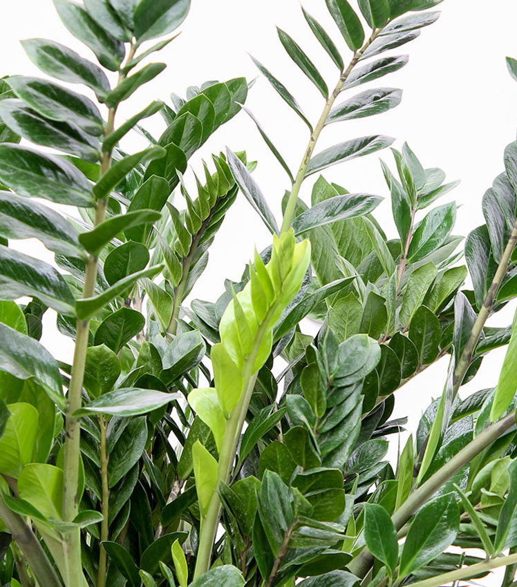 Zamioculcas stengels Zamioculcas stengels