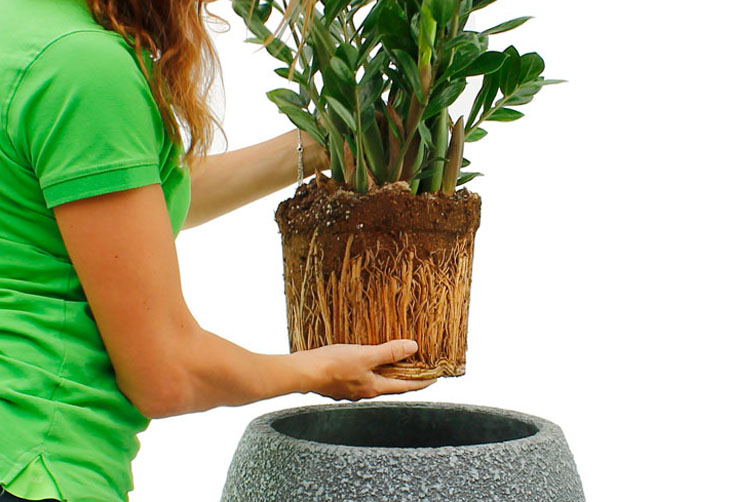 Zamioculcas verpotten Zamioculcas verpotten