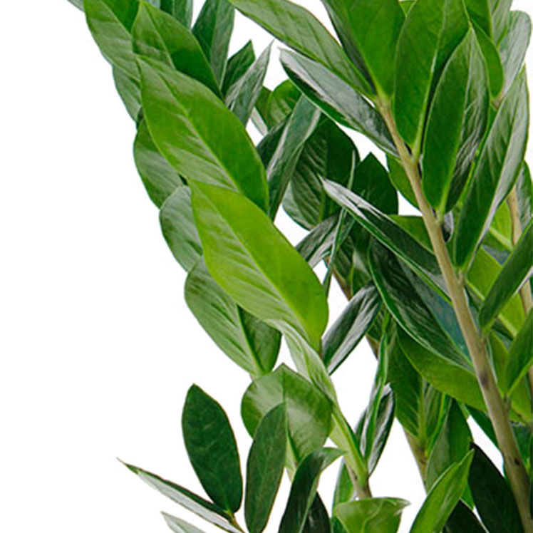 Zamioculcas verzorging Zamioculcas verzorging
