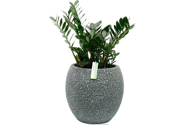 Zamioculcas in pot Zamioculcas in pot