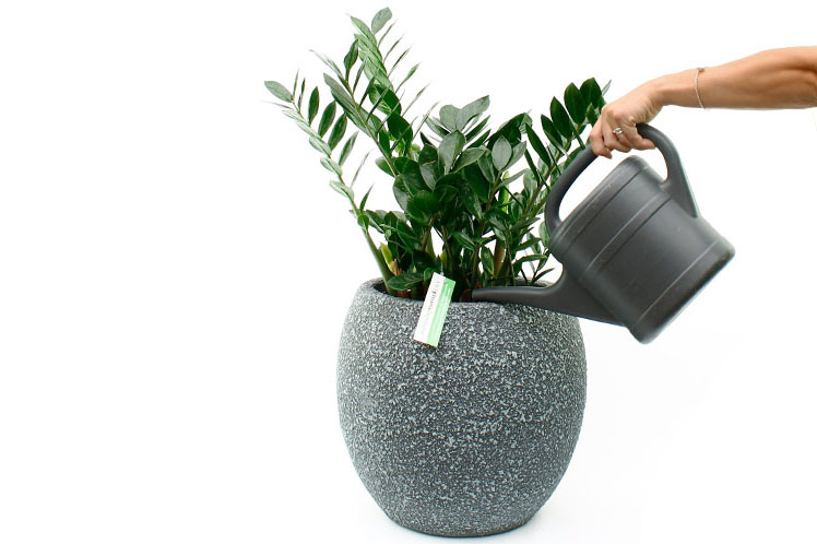Zamioculcas water geven Zamioculcas water geven