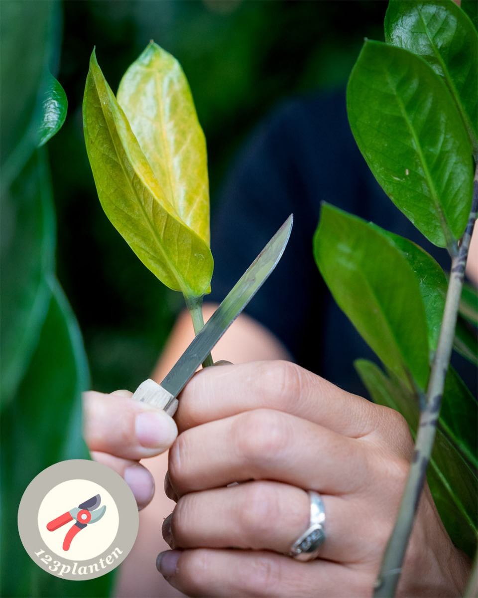 Zamioculcas snoeien en knippen