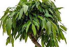 Ficus Amstel King Ficus Amstel King