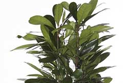 Ficus Cyastistipula Ficus Cyastistipula