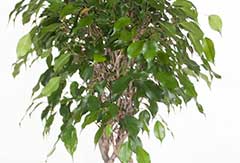 Ficus Exotica Ficus Exotica