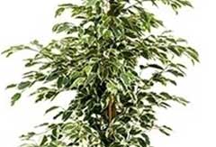 Ficus gantel Ficus gantel