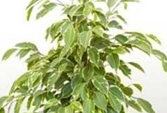 Ficus Golden King Ficus Golden King