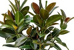 Ficus Melany Ficus Melany