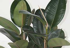 Ficus Elastica Robusta