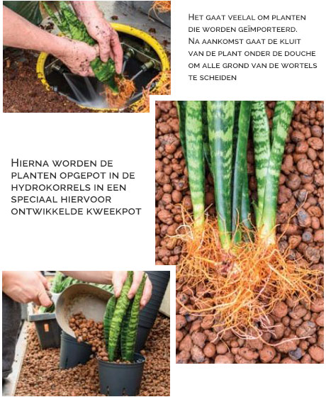 Vragen over hydrocultuur