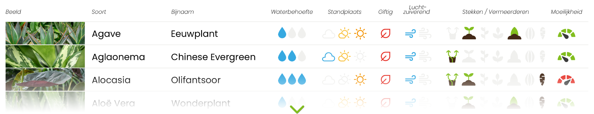 opener gesprek scheiden Kamerplanten soorten | Informatie & Tips - 123planten.nl