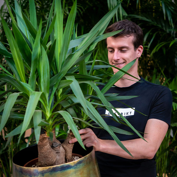 Yucca weinig water