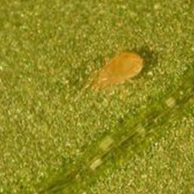 Neoseiulus-cucumeris als ongedierte bestrijding Neoseiulus-cucumeris als ongedierte bestrijding