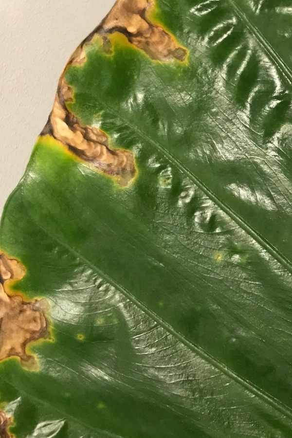 Schade aan blad door spint