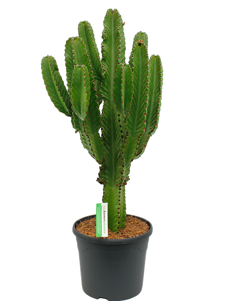 Grote Cactus kopen als kamerplant