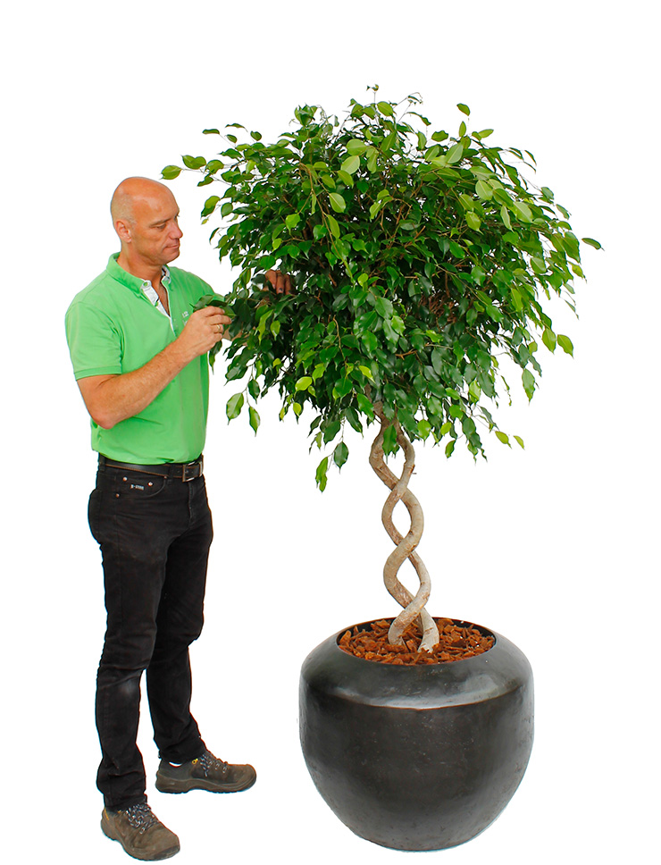 Grote ficus kopen Grote ficus kopen