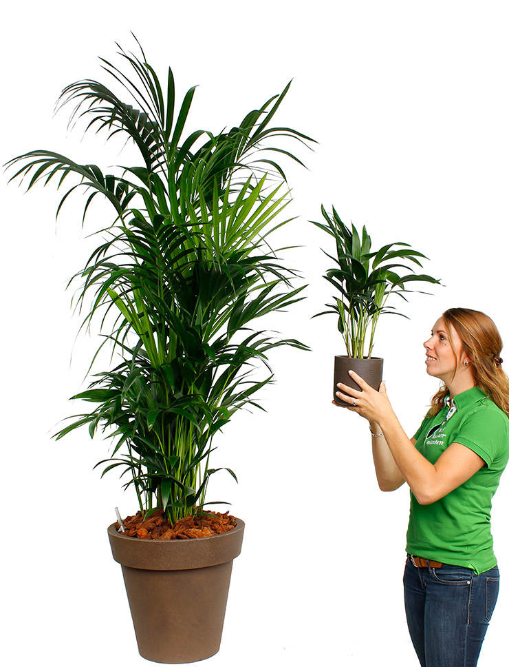Grote palmen kopen Grote palmen kopen