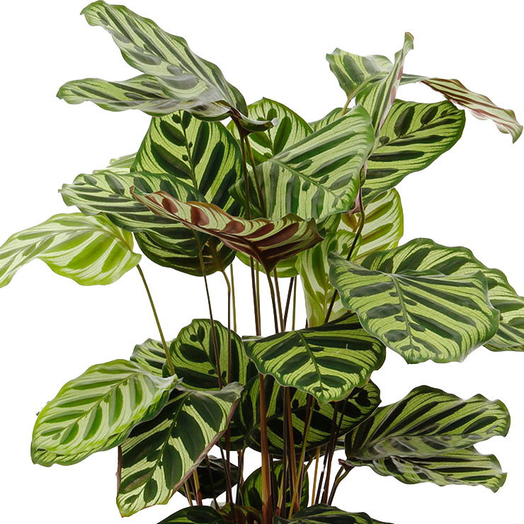 Luchtzuivende Calathea kopen Luchtzuivende Calathea kopen