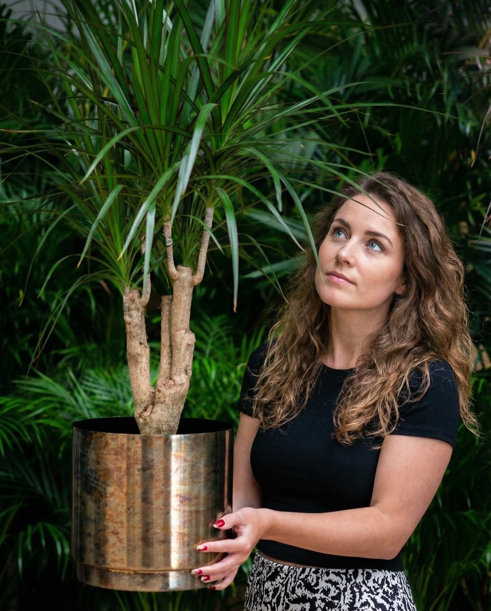 Sterke Dracaena kopen Sterke Dracaena kopen