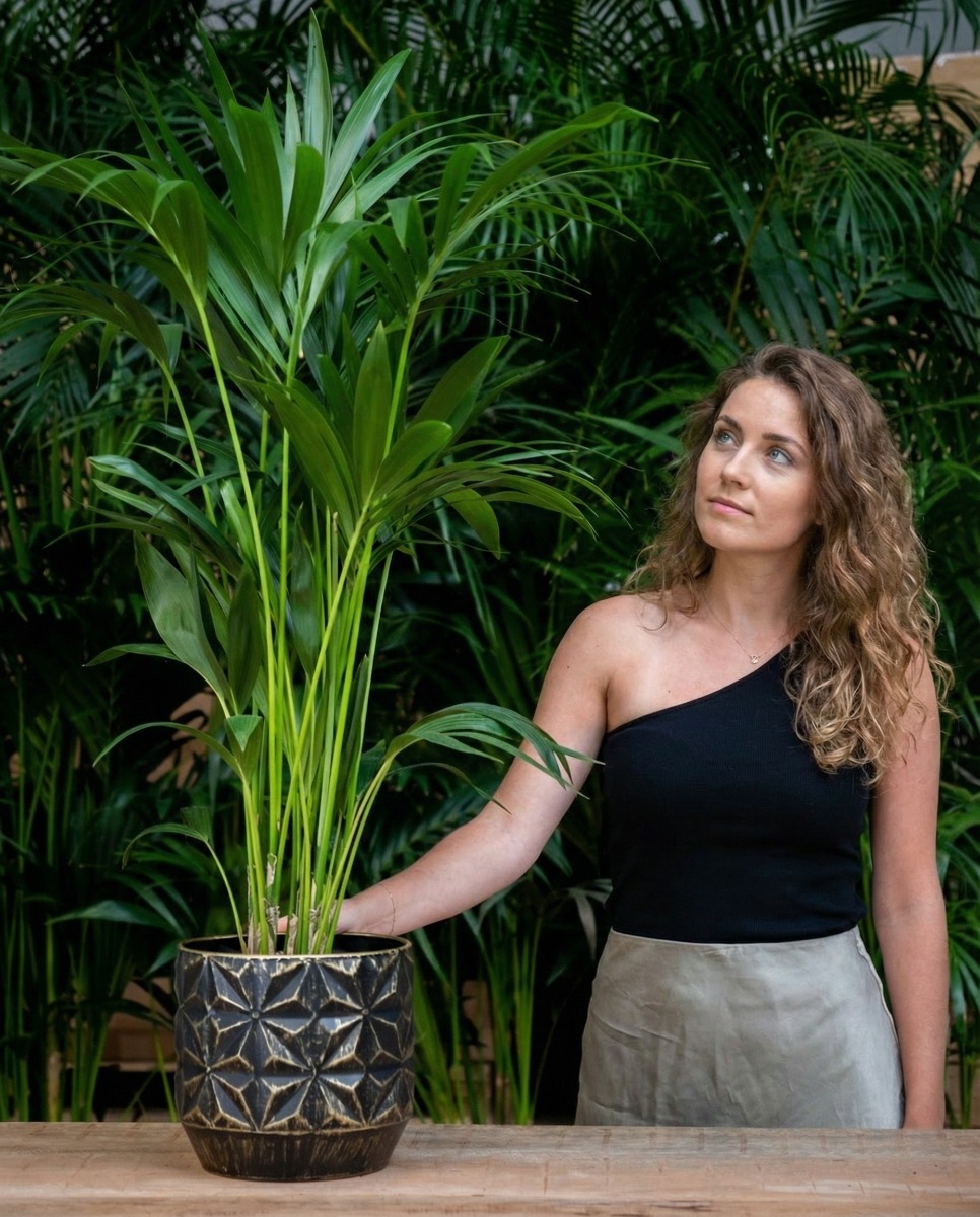 Sterke kentia kopen Sterke kentia kopen