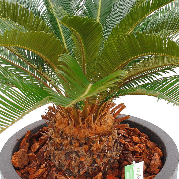 Cycas groeit langzaam Cycas groeit langzaam