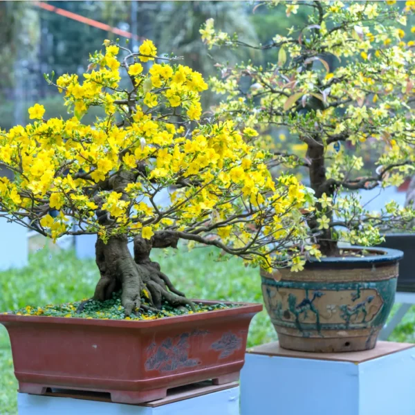 Bonsai bloei Bonsai bloei