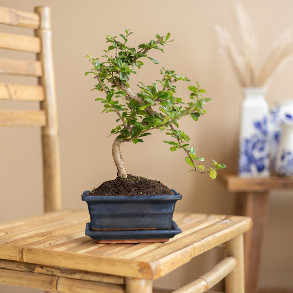 Standplaats Bonsai Standplaats Bonsai