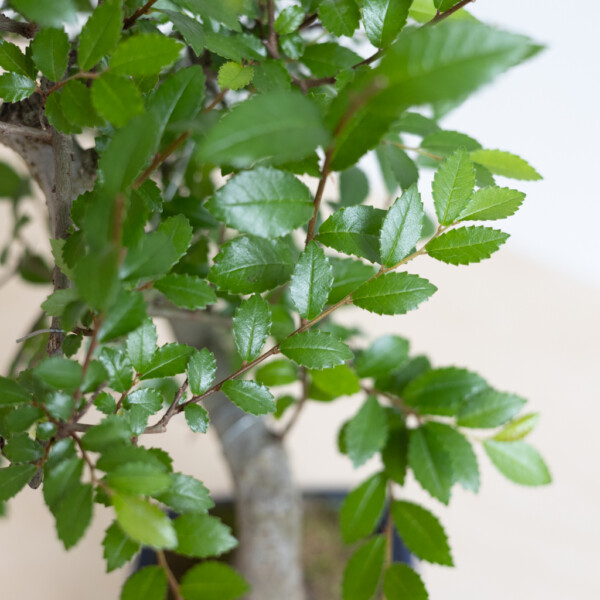 Bonsai verpotten Bonsai verpotten