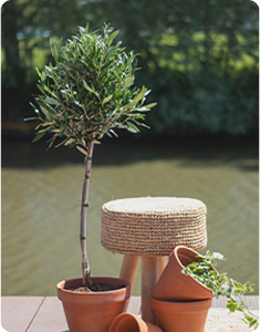 tuinplanten