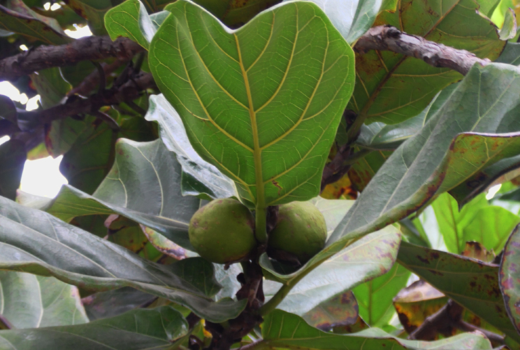 Ficus lyrata met vijgen Ficus lyrata met vijgen