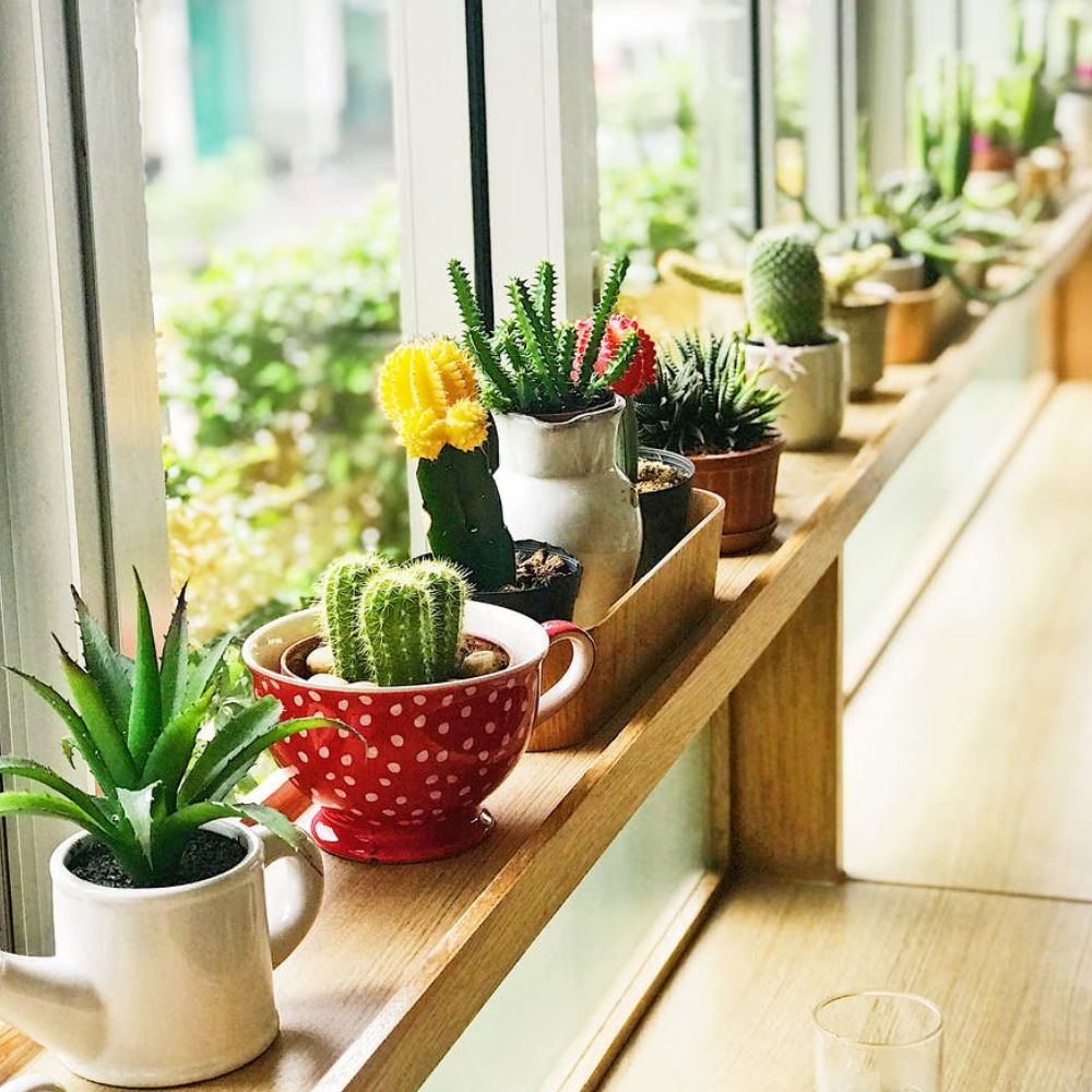 Planten voor in de vensterbank