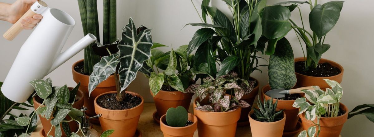 6 Kamerplanten die weinig licht nodig hebben