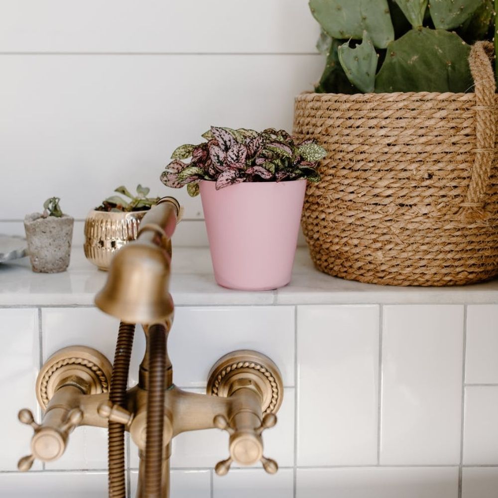 Planten in de badkamer