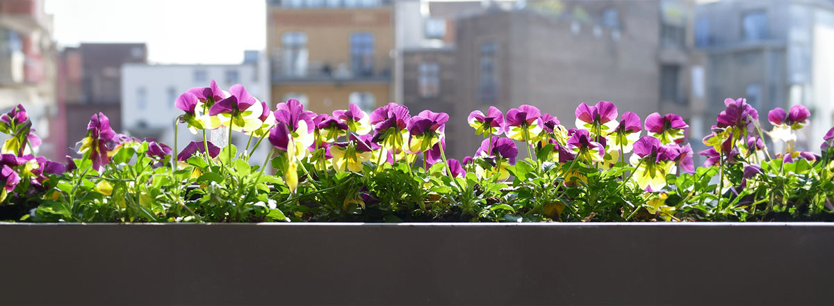 Balkonplanten: Welke planten fleuren jouw balkon op?