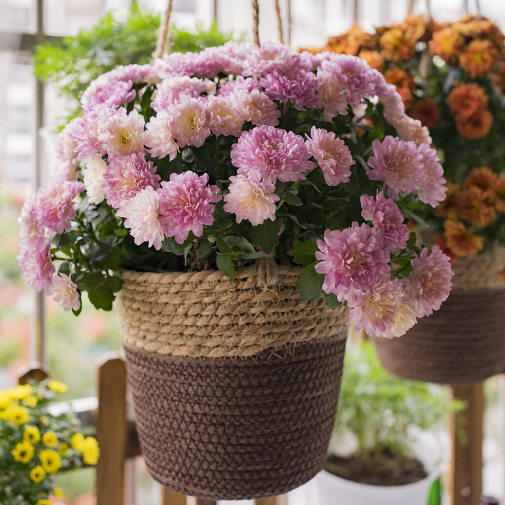 Balkonplanten in een hangers