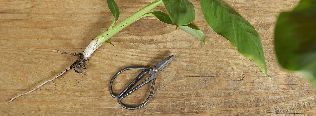 Een bananenplant stekken in 5 stappen