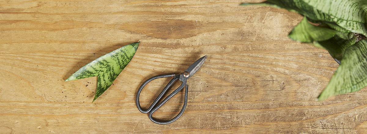 Sansevieria stekken, zó doe je dat