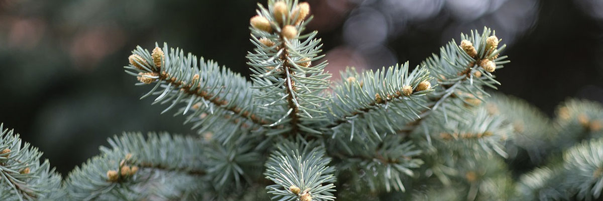 Een echte kerstboom of liever een kunstkerstboom?