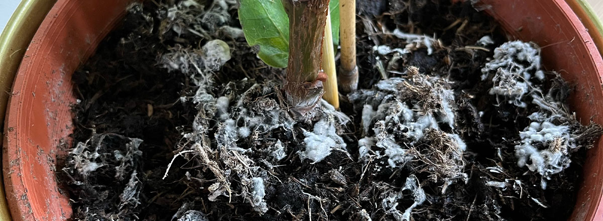 Schimmel op je kamerplant, wat moet je doen?