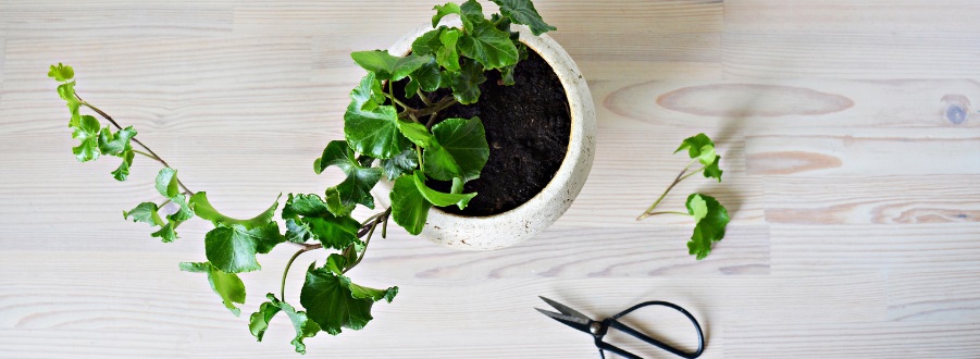 Hedera (klimop) stekken, leuk en makkelijk!