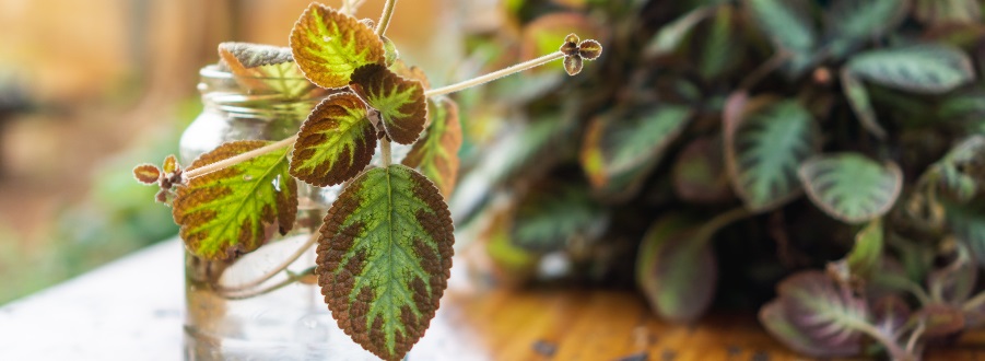 Begonia stekken