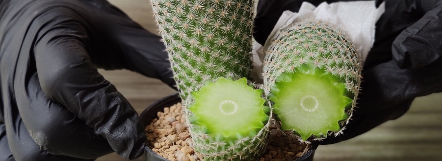 Cactus stekken, hoe doe je dat?