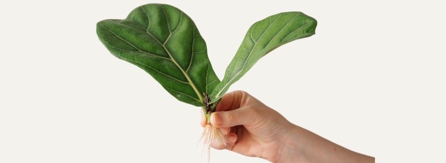 Ficus stekken