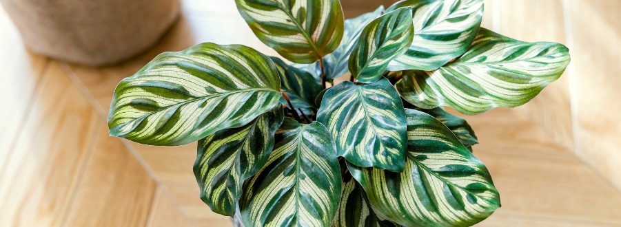 Calathea stekken 