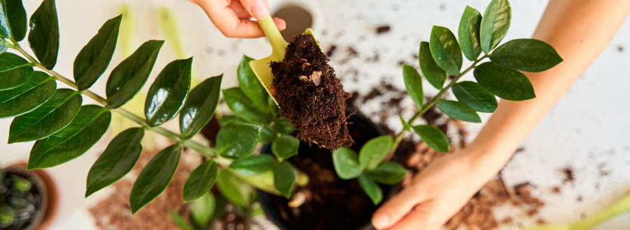 Zamioculcas stekken 