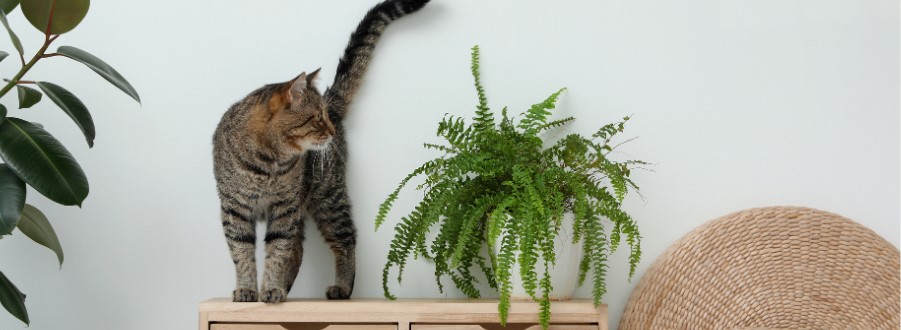 Niet giftige planten voor katten 