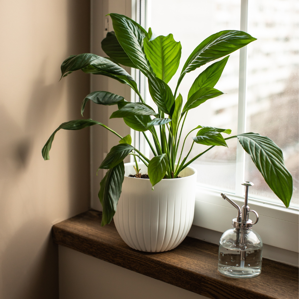Waarom planten juist in de winter onmisbaar zijn in huis Waarom planten juist in de winter onmisbaar zijn in huis