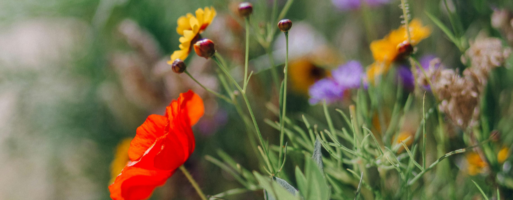 De top 5 beste borderplanten voor in de tuin De top 5 beste borderplanten voor in de tuin